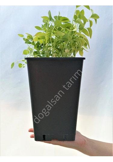 10 Adet 8 Lt Kare Üretim Saksısı Siyah Saksı Fide Saksı