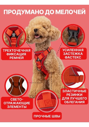 Tori Küçük Ve Orta Irklar İçin Tasmalı Köpek Kayışı Ve Kedi Şeridi 451340234