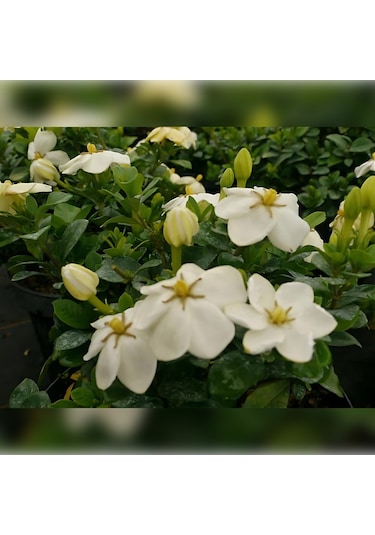 Gardenya 50-80 Cm 2-3 Yaş Yoğun Kokulu