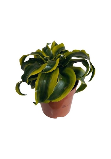 Dracaena Tornado 12 Lik Saksıda