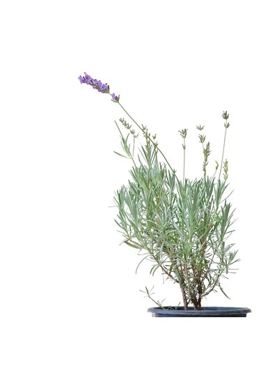 Saksıda Organik Lavanta Lavandula Angustifolia