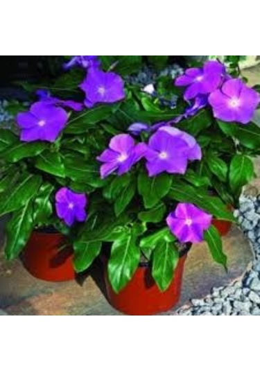 10 Adet Tohum Cezayir Menekşe Çiçeği Tohumu Hediye Tohumlu