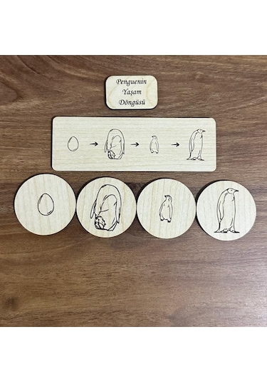 Montessori Hayvanların Ve Böceklerin Yaşam Döngüsü