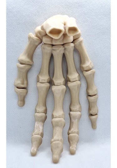 Anatomi İskelet El - Detaylı