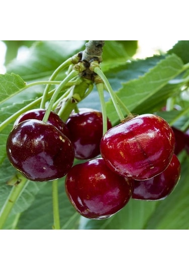 Tüplü 4 Yaş Regina Kiraz Fidanı Boy 150-180 Cm