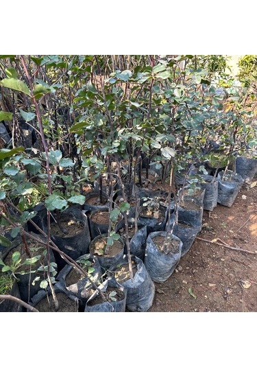 Her Bölgeye Uyumlu Aşısız Keçi Boynuzu Harnup Fidanı