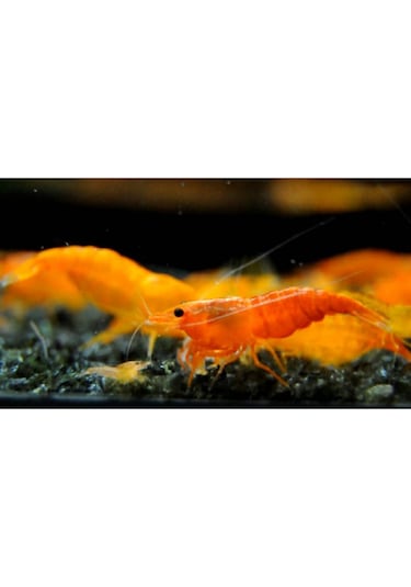 Turuncu Sakura Karides 5 Adet 1-2 Cm