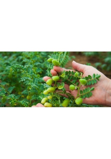 Eko Paket Nohut Tohumu Yeni Mahsül Geleneksel Nohut Tohumu 150 Adet Tohum