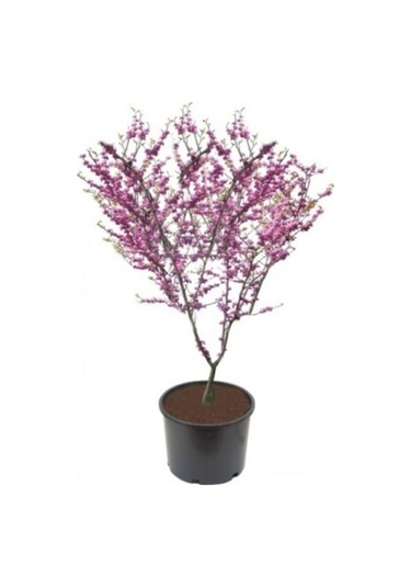 Nadir Erguvan Ağacı Tohumu 100 Adet Tohum