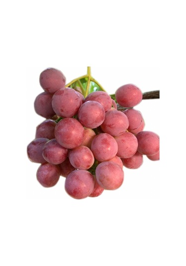 Tüplü Büyük Taneli Kırmızı Globe Üzüm Fidanı