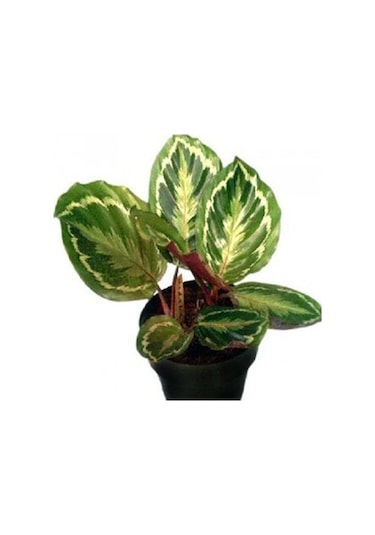 Saksı Çiçek Gübresi 1 KG Sıvı Organik Gübre (Sebze/Meyve Için)