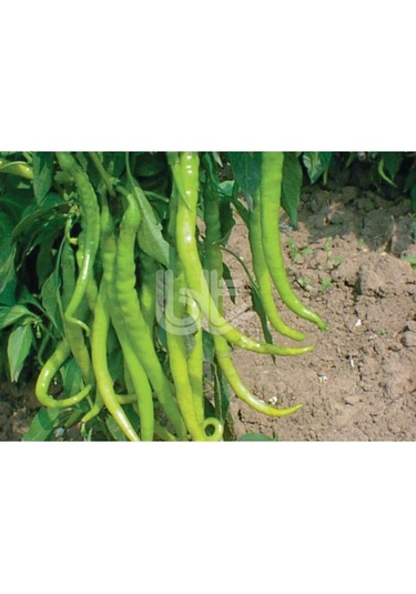 Biber Tohumu İnce Sivri Kıl Acı 25 GR 3000 Adet Tohum