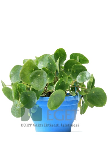 Eget Çin Para Bitkisi Pilea Peperomioides