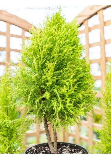 Limon Çamı Limoni Servi Fidanı 30 50 Cm 3 Adet Tüplü Cupressus Macrocarpa Goldcrest