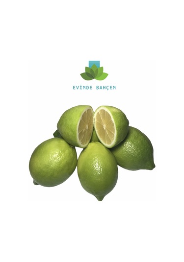 Limon Ağacı Saksıda Bodur Limon Fidanı Aşılı