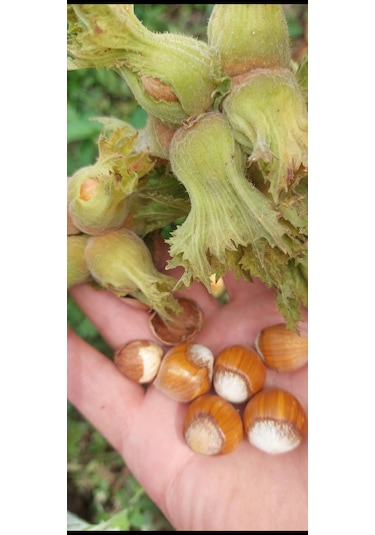 Fındık Fidanı Giresun Yaglısı