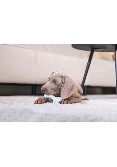 Beeztees Yavru Köpek Diş Oyuncağı, İçi Dolu Halka, Kauçuk, Yeşil, 10cm