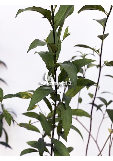 Melisa-Parfüm Çalısı-Gece Yasemini