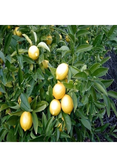 Yediveren Limon Tohumu 100 Tohum