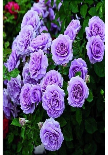 Yediveren Lila Gül Fidanı 1 Adet 30-50 Cm Yediveren Lilac Rose