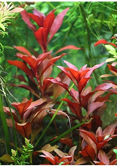 Ludwigia Repens Kusursuz Form Akvaryum Bitkisi Canlı Bitki 5 Dal