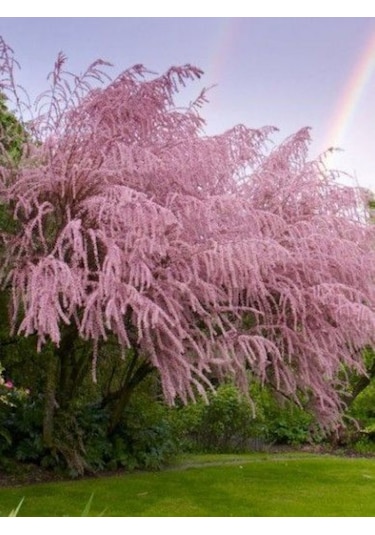 Ilgın Ağacı Fidanı - Bahçenize Zarif Ve Dayanıklı Güzellik Katın"