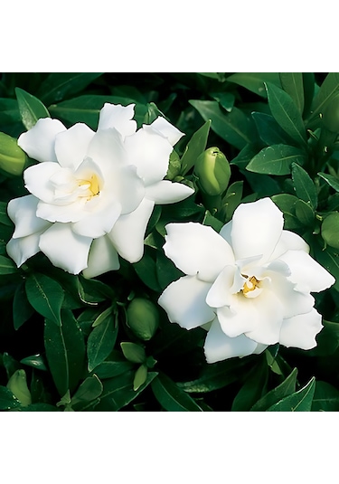 Gardenya 50-80 Cm 2-3 Yaş Yoğun Kokulu