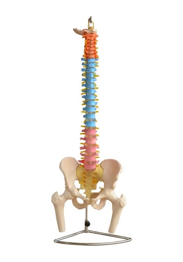 Didaktik Omurga ve Pelvis Modeli (Pelvisli ve Femur Başlı Omurga