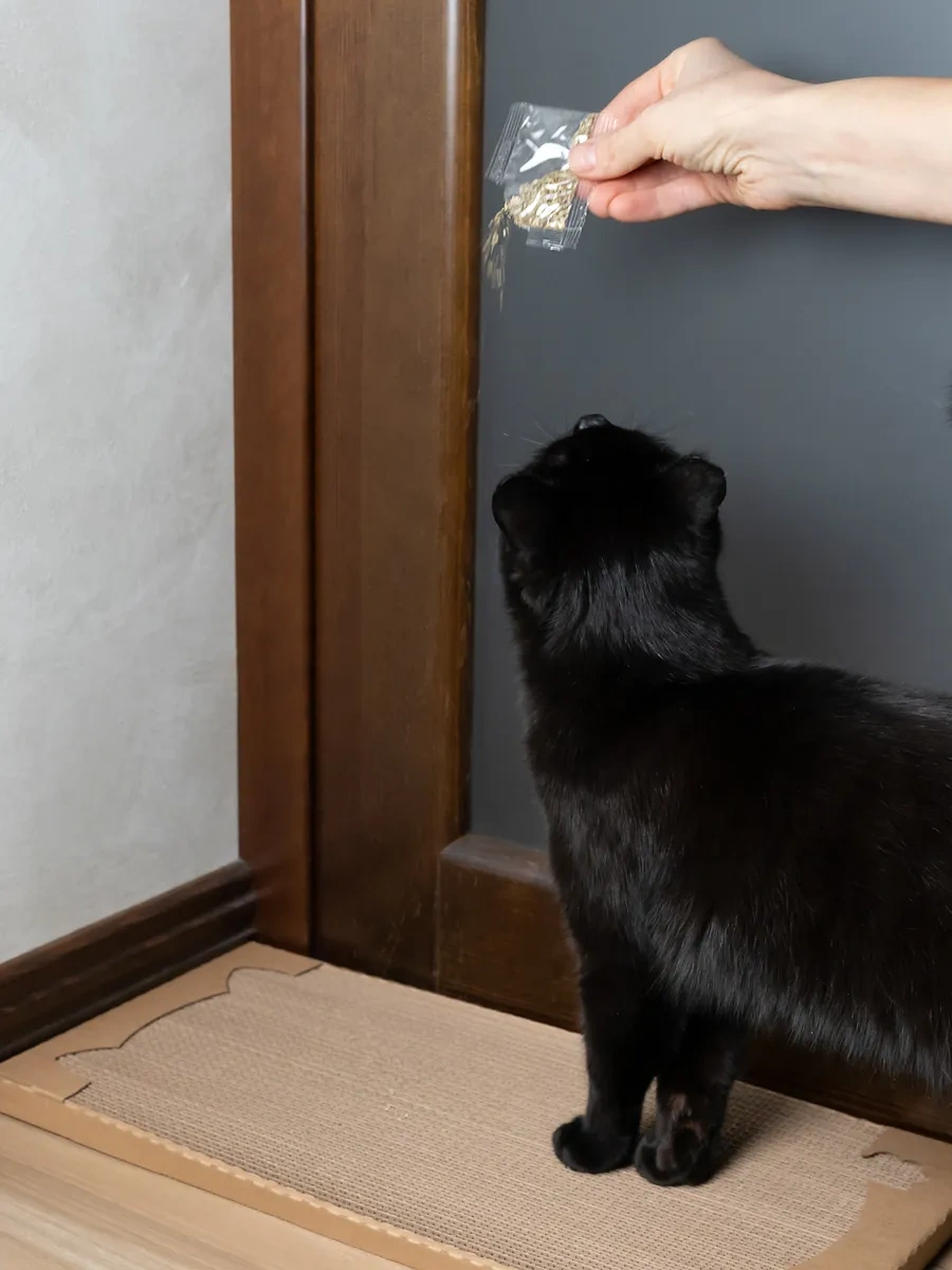 Pangur Kedi Mama Kabı Kulaklı Kırışık Karton Kedi Panguru Toguoluğu Yastığı 293410595