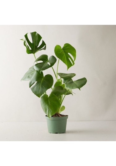 Monstera Deliciosa Deve Tabanı Büyük Ve Dolgun Boy 90 - 110 Cm