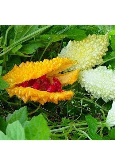 Beyaz Kudret Narı Tohumu