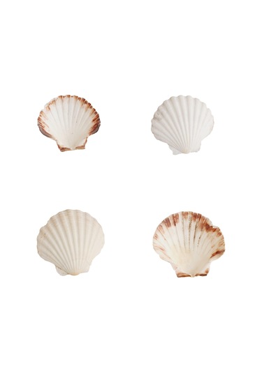 Doğal Dekoratif Deniz Kabuğu 10-12 CM 1 Adet