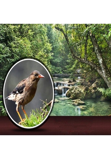 Monoküler Teleskop Yüksek Güçlü Teleskop Telefon Tutucu Ve Tripod 80x100 Bak4