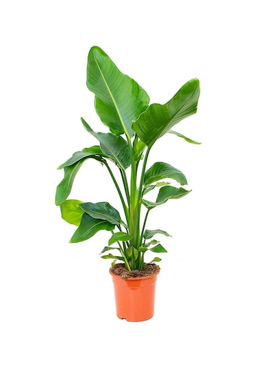 Starliçe Cennet Kuşu Çiçeği Strelitzia Nicolai - 60 Cm 2 Adet