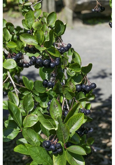 "2 Yaşında Viking Aronya Fidanı - Sağlıklı Ve Verimli Aronia M...