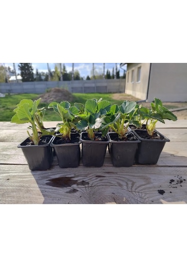 Kfh "u Makaryca" Malvina Çilek Fidesi 5 Adet Saksıda 413927075