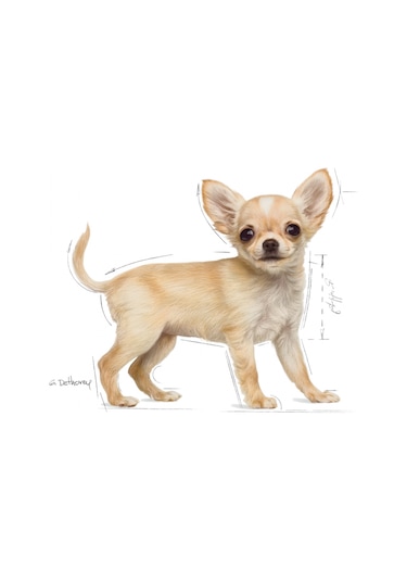 Royal Canin Chihuahua Junior Yavru Köpek Maması 1500 G