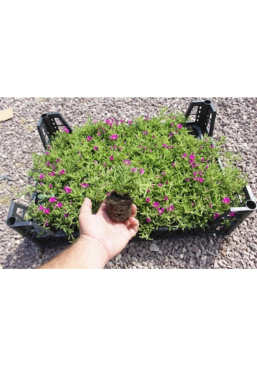 Mezar - Kabir Çiçekli Bitki Seti - 90 Adet Yer Örtücü Bitki + 20