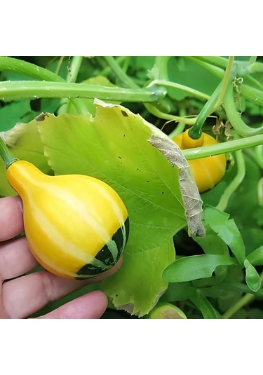 Karışık Süs Kabağı Tohumu 1 Paket 10 Adet