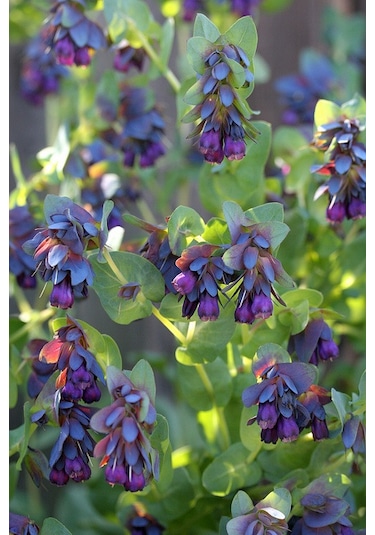 Mor Çiçekli Mücevher Çalısı Tohumu