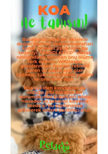 Petjoo 14.Koa Yeşil-Turuncu Qr'lı Köpek Künyesi