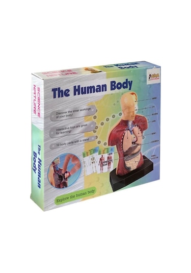 Maket İnsan Vücut Seti The Human Body Kare Kutu