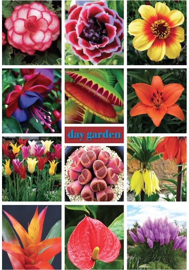 10 Adet Bordo Beyaz Dahlia Yıldız Çiçeği Tohumu + 10 Adet Hediye Karışık Renk Gül Çiçek Tohumu