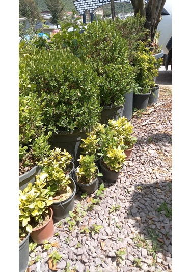 Altuni Taflan Fidanı 25-40 Cm 10 Adet