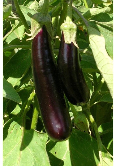 Aydın Siyahı Patlıcan Tohumu / 40 Adet Tohum