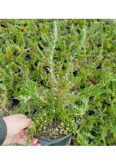 Yayılıcı / Sarkıcı Biberiye 5 Adet - Rosmarinus Officinalis Prost