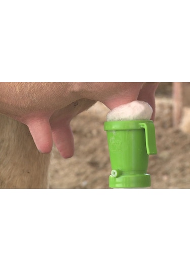 Masdisin Teat Foam Sağım Öncesi Meme Dezenfektanı 5Lt