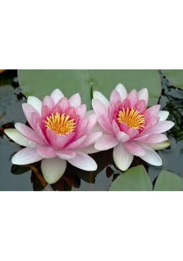 10 Adet Tohum Nadir Bulunan Pembe Lotus Çiçeği Tohumu Lotus Su Çiçeği Tohumu Nilüfer Çiçeği Tohumu