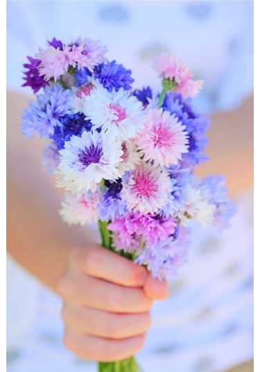 Kontur Çiçeği Tohumu Çiçek Tohumu 10 Adet Tohum