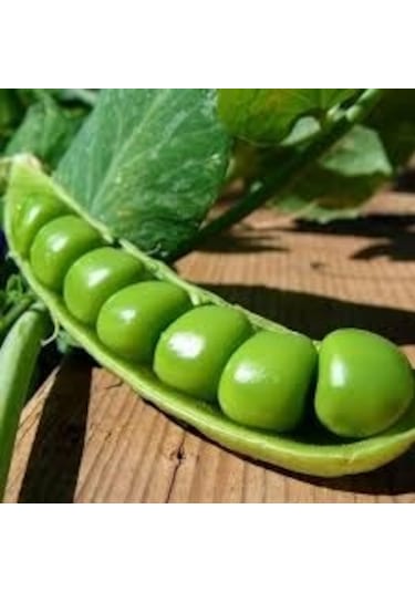 Utrillo Bezelye Tohumu Tohum 1 Kg